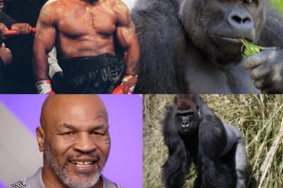 Descubre la increíble noche en que el legendario “Iron Mike” ofreció una fortuna para enfrentar a un gorila gigante en el zoológico de Nueva York. ¿Qué lo motivó a desafiar a una de las criaturas más poderosas del mundo animal? Te contamos los detalles ocultos y las sorprendentes consecuencias de este insólito episodio.