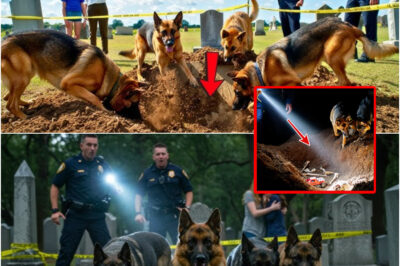Docenas de perros K9 rodearon una tumba. Lo que la policía descubrió en el interior sorprendió a todos.