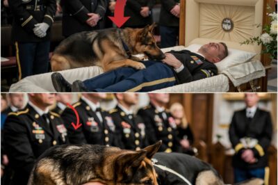 Ni siquiera en el funeral el perro K9 quiso alejarse de su lado.
