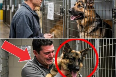 El refugio le advirtió que no adoptara a este perro peligroso… ¡Pero lo que hizo después lo cambió todo!