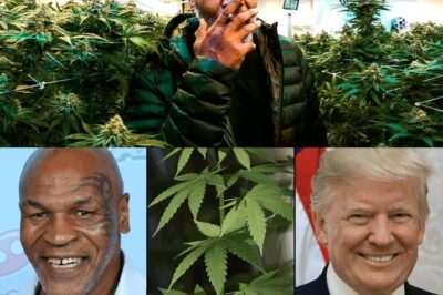 Exclusiva: Mike Tyson y Durant desafían a Trump por revolución histórica del cannabis 🌿🔥 Una carta secreta firmada por leyendas del deporte y el espectáculo sacude la Casa Blanca. Piden clemencia para presos, una nueva clasificación del cannabis y el fin del bloqueo bancario. ¿Podrá Trump responder a esta poderosa coalición? No te pierdas los detalles de esta batalla que podría cambiar para siempre las reglas del juego en Estados Unidos. 🚨⚡