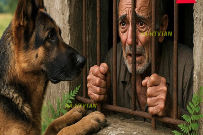 Pastor alemán callejero halla a un anciano en un sótano — lo que pasa impacta a todos.