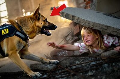 Una Niña De 10 Años Fue Enterrada Viva Bajo Los Escombros… Hasta Que Un Perro K9 Retirado Detectó Y…/th