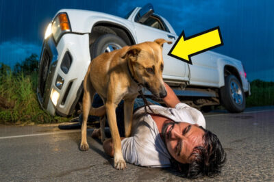 Perro callejero rescata a un camionero moribundo de un accidente automovilístico—lo arrastró más de 1 km.