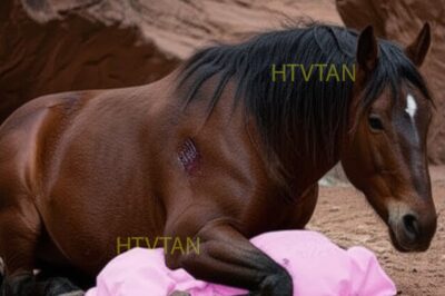 Pensaban que solo era un caballo mustang herido… «hasta que encontraron el milagro debajo de él»…