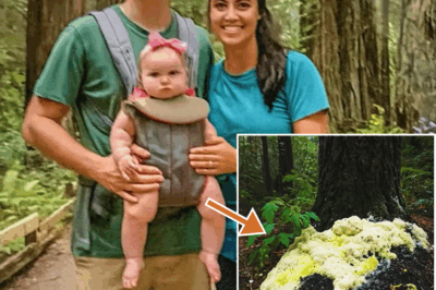 Desaparecen en el bosque de México: 4 años después, un extraño hongo revela un secreto aterrador.