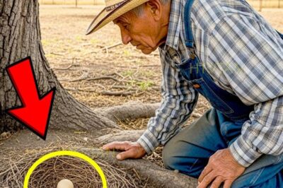 Un Pobre Campesino Halló Un Nido Extraño… Días Después, Cerró Su Rancho Para Siempre…