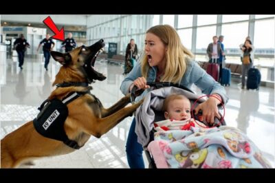 K9 Saltó A Un Cochecito En El Aeropuerto — Lo Que Cayó Hizo Correr A Seguridad…