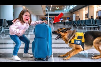 Una Niña Lloró Y Señaló La Maleta: “Mi Mamá Está Ahí”… El K9 Ladró Y Todos Quedaron Helados…