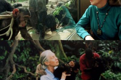 Jane Goodall muere a los 91 años: la legendaria voz de los chimpancés y de nuestro planeta