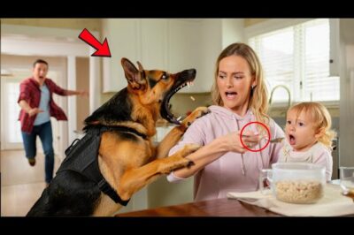 “Un dócil perro K9 de repente mordió a la niñera, e inmediatamente después la policía descubrió algo horrible escondido en la comida del bebé.”