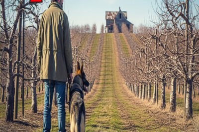 Un veterano arruinado hereda un huerto podrido y un perro viejo, hasta que el perro descubrió un …