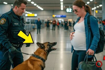 Durante una inspección rutinaria en el aeropuerto, un perro policía comienza a ladrar descontroladamente a una mujer embarazada, aparentemente normal, a punto de abordar su vuelo. Pero cuando le piden mirar lo que tenía en el bolso, la mujer tiembla y comienza a llorar mientras intenta explicar. Lo que sucede después es impactante.